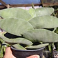 Crassula Falcata - Miniatura 3