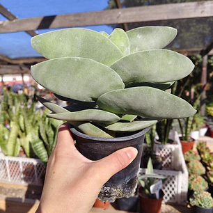 Crassula Falcata