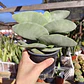 Crassula Falcata - Miniatura 1