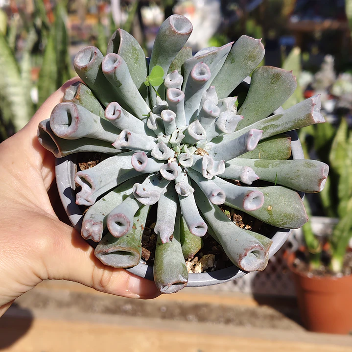 Echeveria Trumpet ice  2