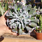 Echeveria Trumpet ice  - Miniatura 2
