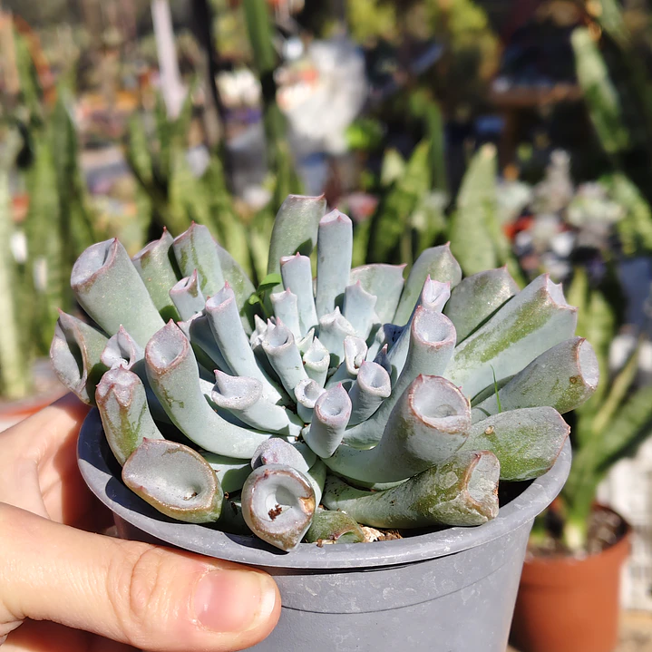 Echeveria Trumpet ice  3