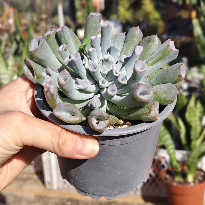 Echeveria Trumpet ice  1