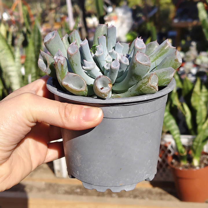 Echeveria Trumpet ice  4