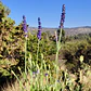 Lavanda Blue Spear - Miniatura 2