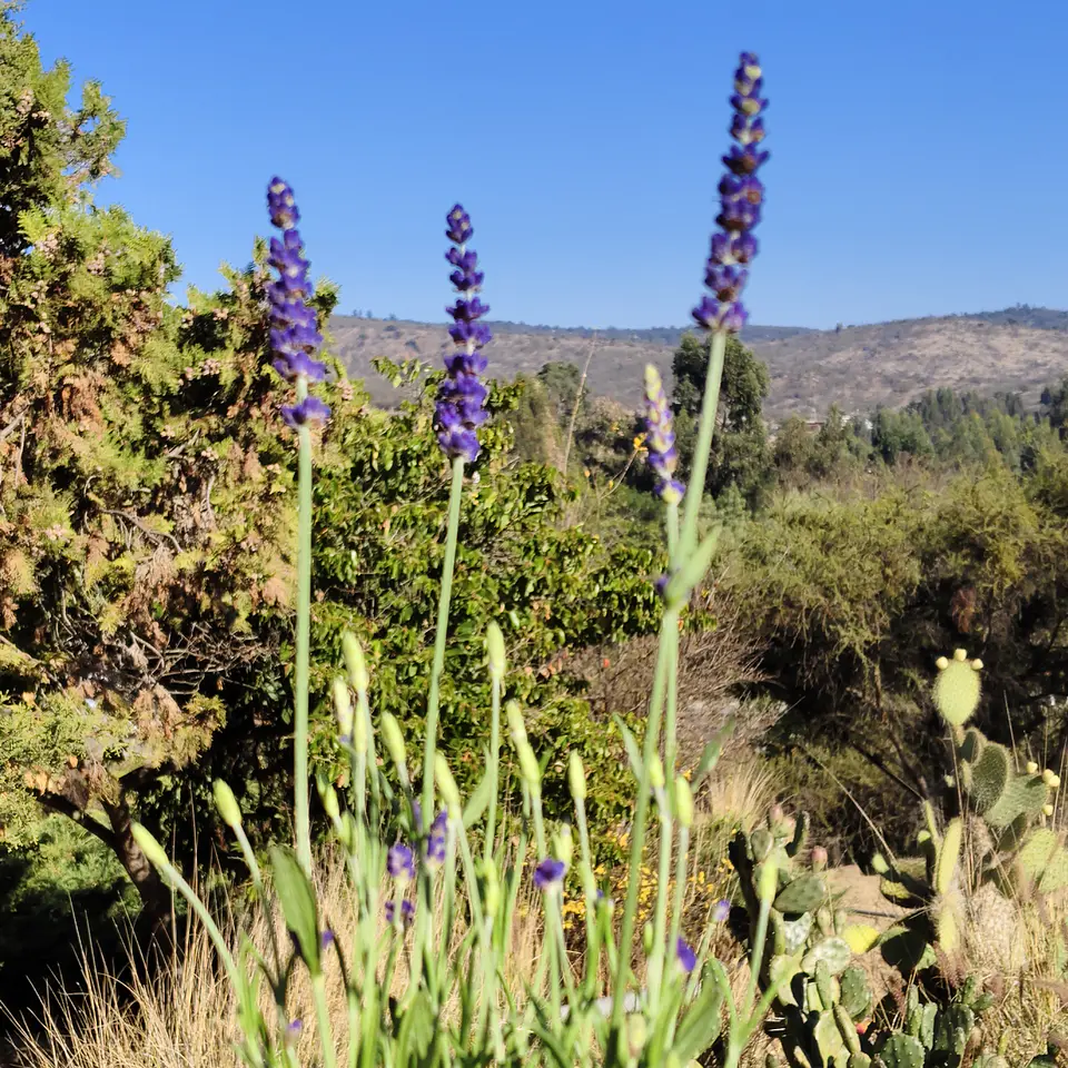 Lavanda Blue Spear 2