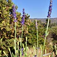 Lavanda Blue Spear - Miniatura 3