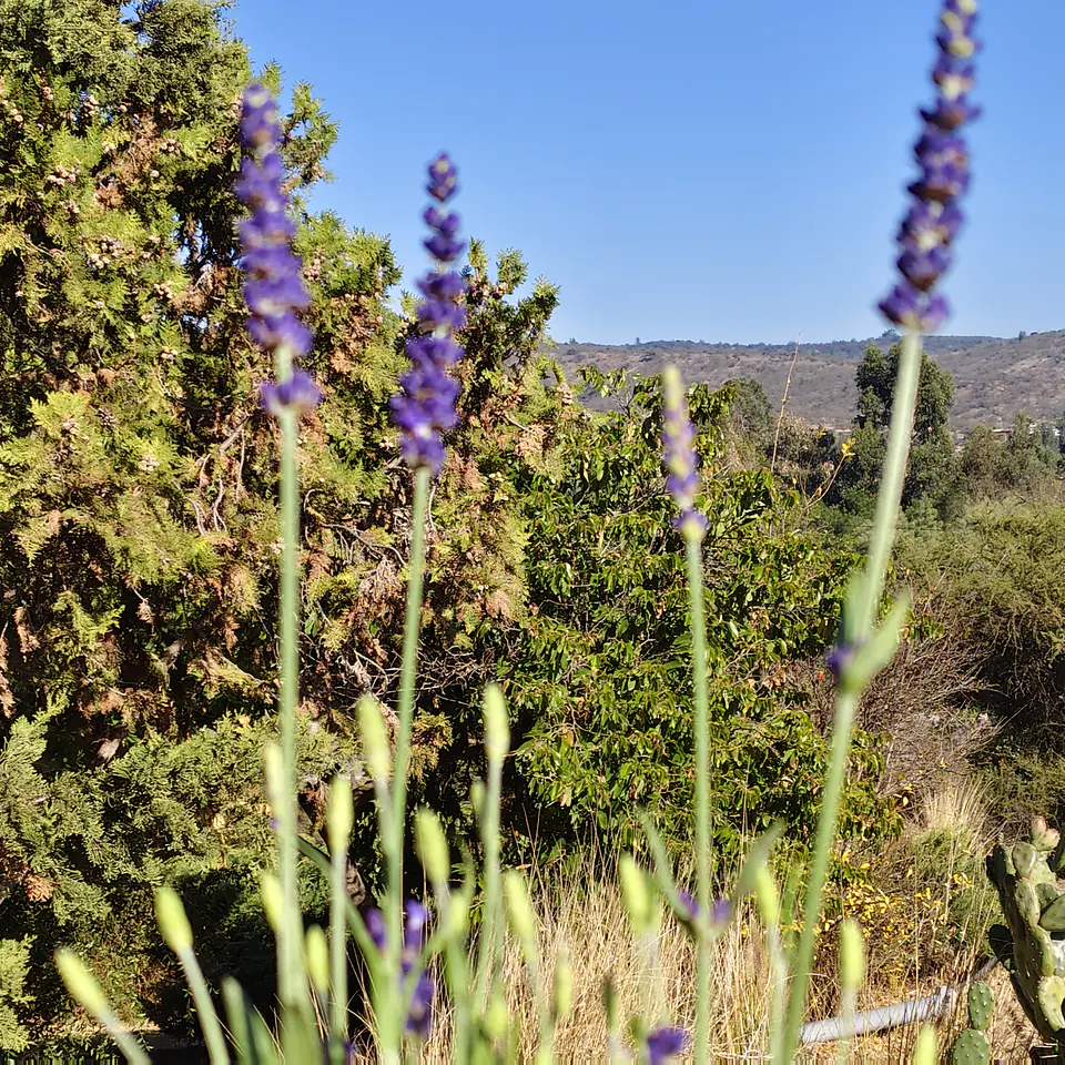 Lavanda Blue Spear 3