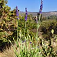 Lavanda Blue Spear - Miniatura 4