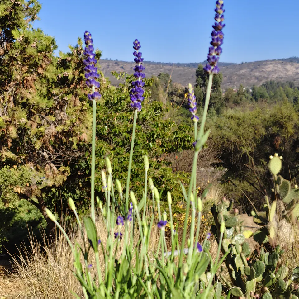 Lavanda Blue Spear 4