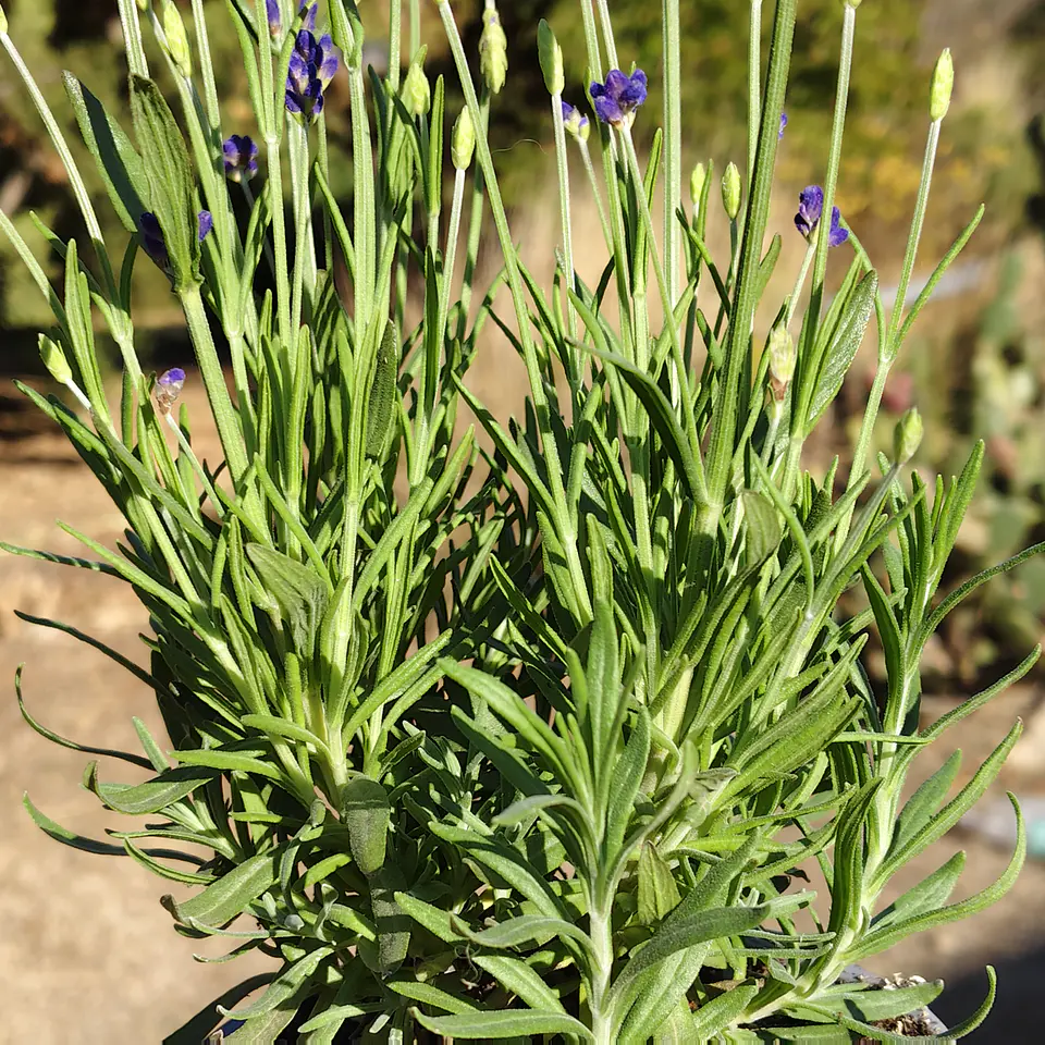 Lavanda Blue Spear 5