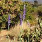 Lavanda Blue Spear - Miniatura 6