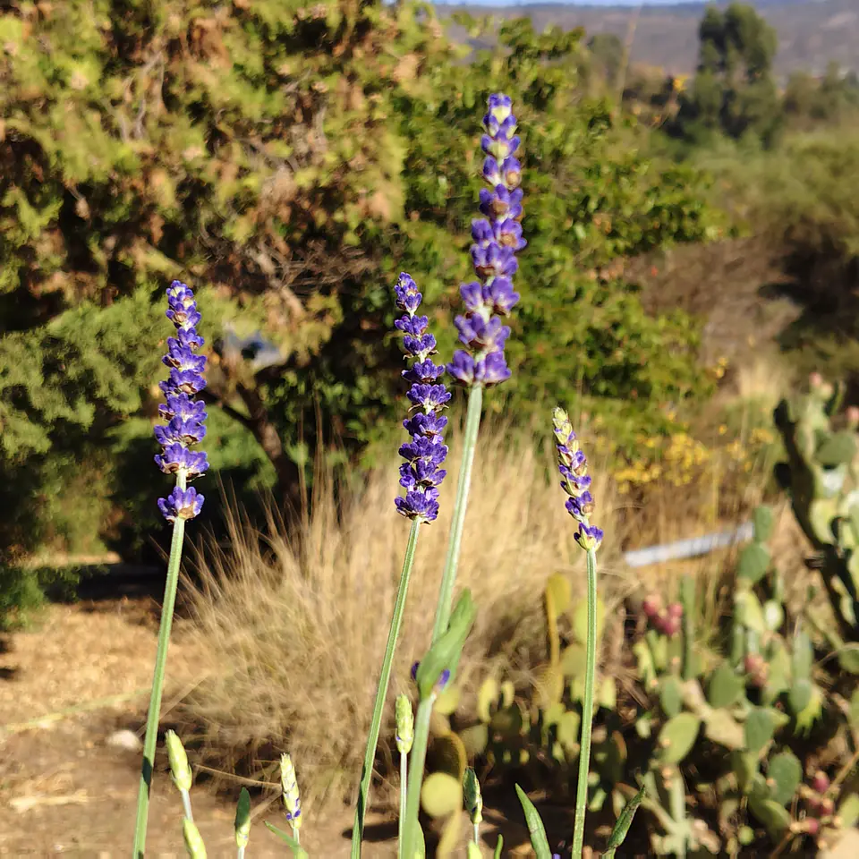 Lavanda Blue Spear 6