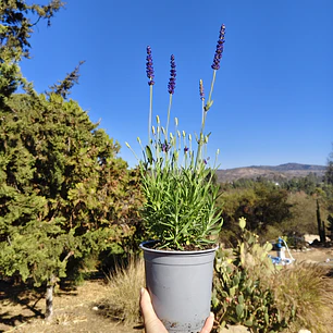 Lavanda Blue Spear