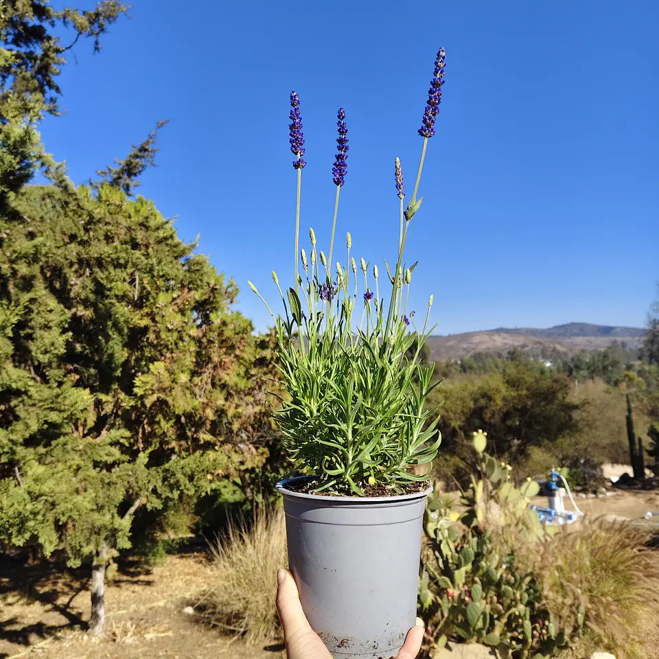Lavanda Blue Spear 1
