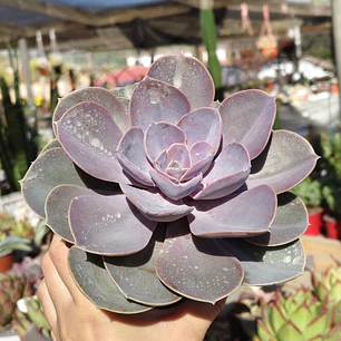 Echeveria Perle Von Nurnberg