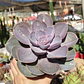 Echeveria Perle Von Nurnberg - Miniatura 2