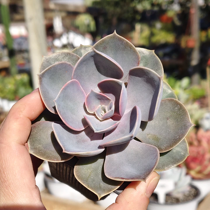 Echeveria Perle Von Nurnberg 4