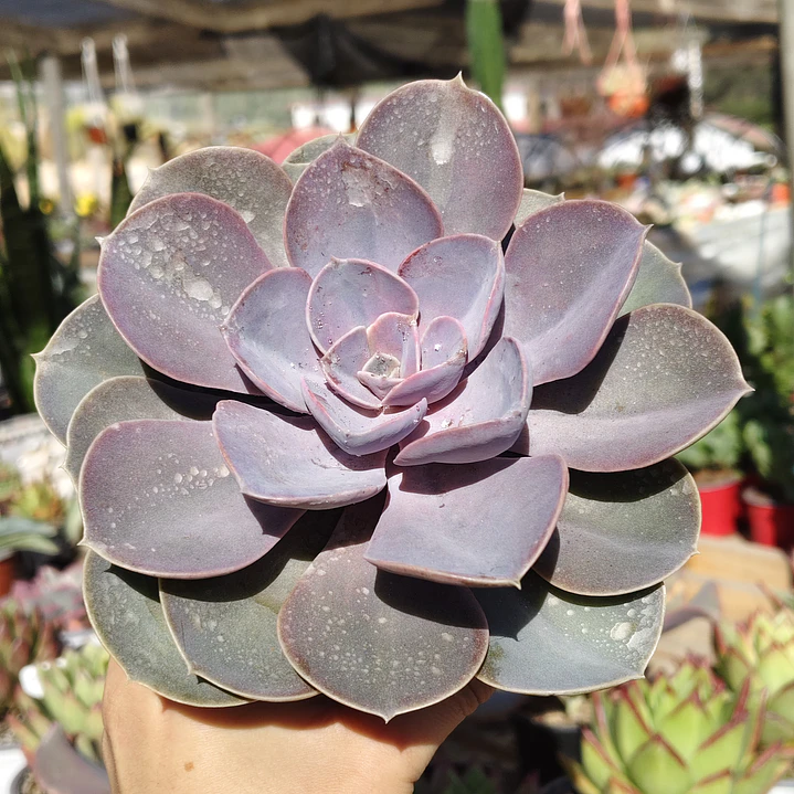 Echeveria Perle Von Nurnberg 1