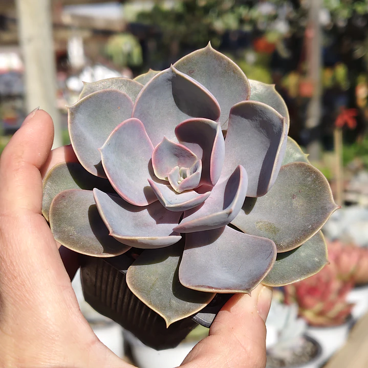 Echeveria Perle Von Nurnberg 5