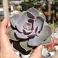 Echeveria Perle Von Nurnberg - Miniatura 5