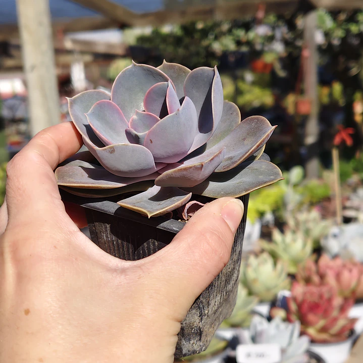 Echeveria Perle Von Nurnberg 6