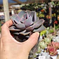 Echeveria Perle Von Nurnberg - Miniatura 6