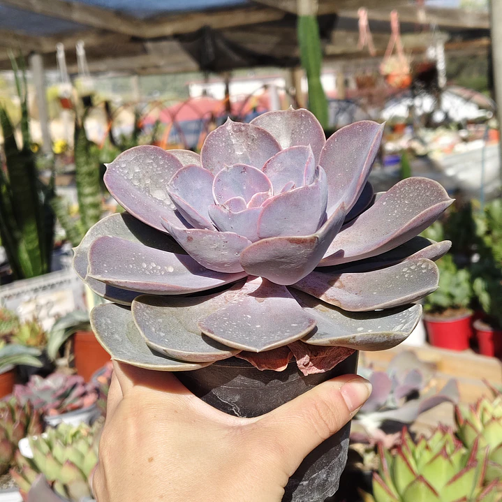 Echeveria Perle Von Nurnberg 3