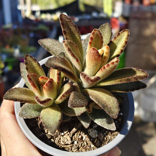 Kalanchoe Chocolate