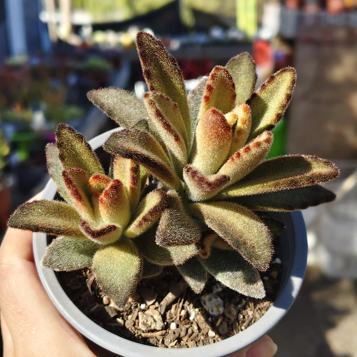Kalanchoe Chocolate 1