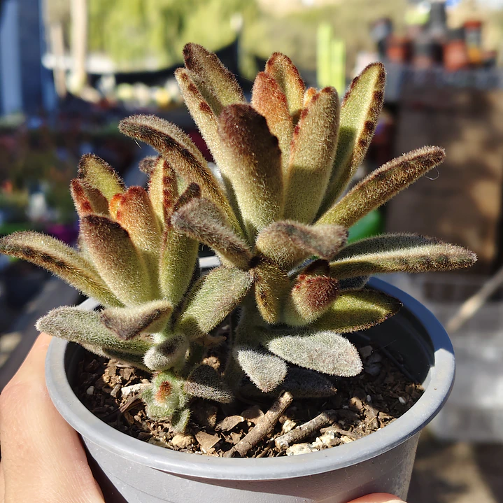 Kalanchoe Chocolate 2