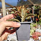 Kalanchoe Chocolate - Miniatura 5