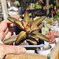 Kalanchoe Chocolate - Miniatura 4