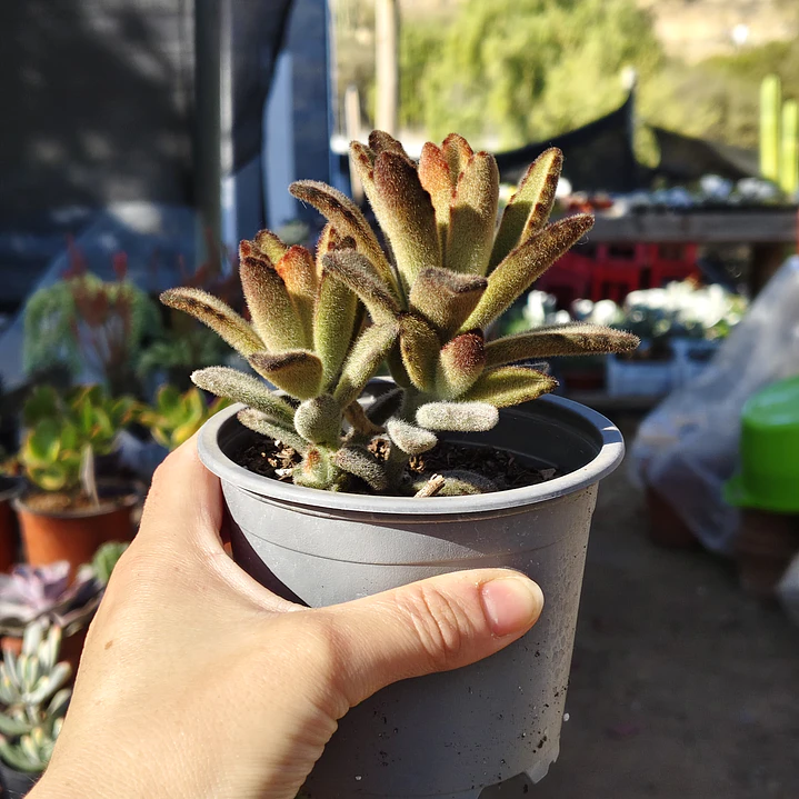 Kalanchoe Chocolate 3