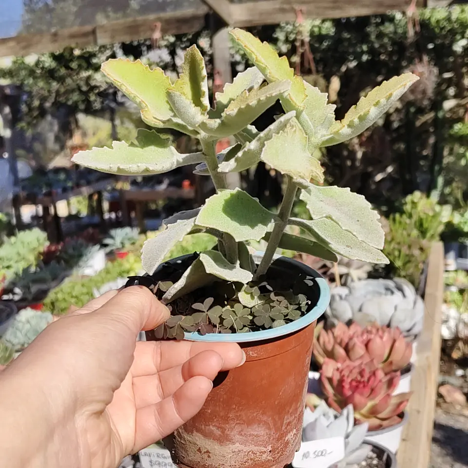 Kalanchoe Beharensis 2