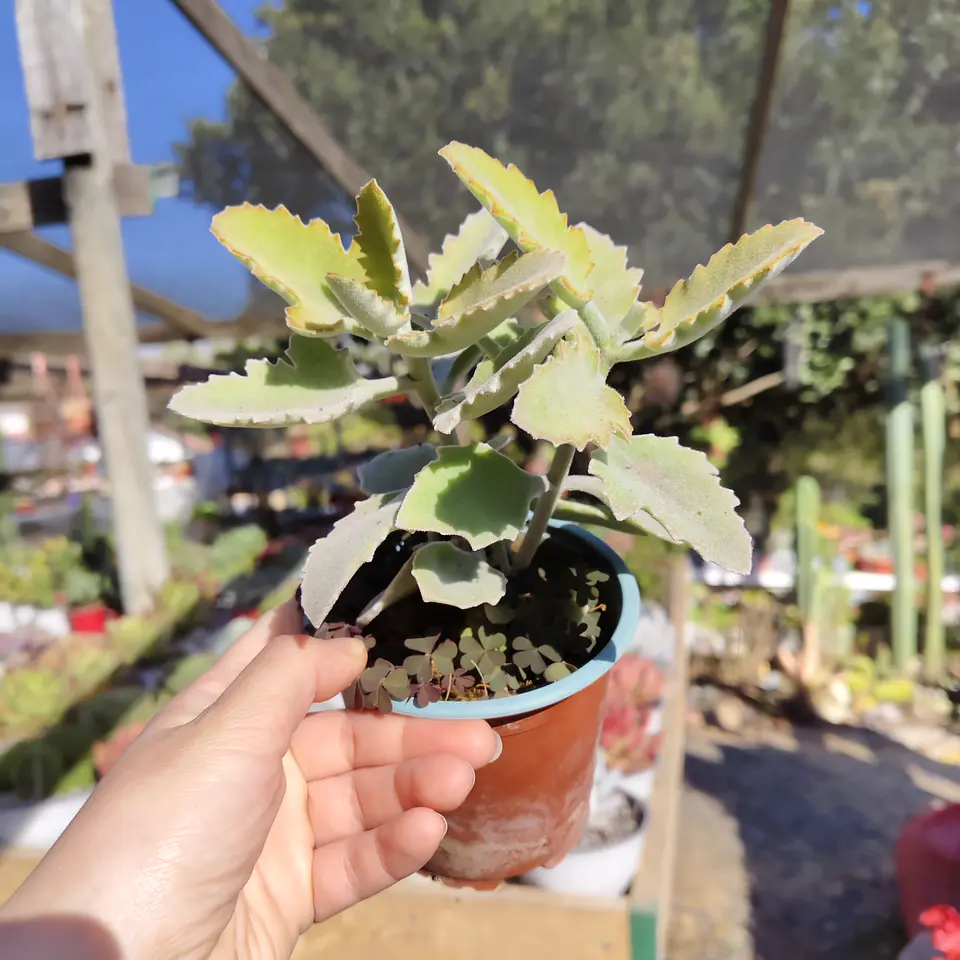 Kalanchoe Beharensis 3