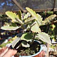 Kalanchoe Beharensis - Miniatura 1