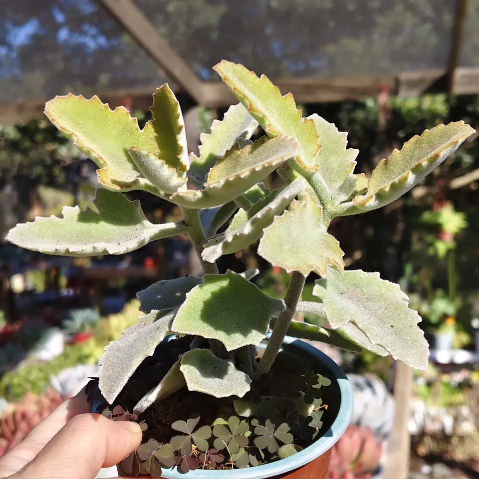 Kalanchoe Beharensis 1