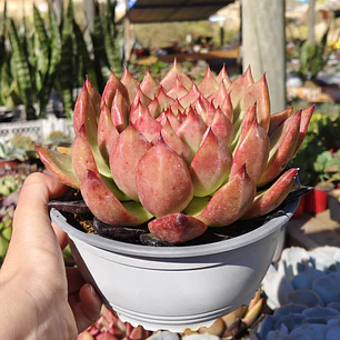 Echeveria Scarlet