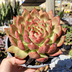 Echeveria Scarlet