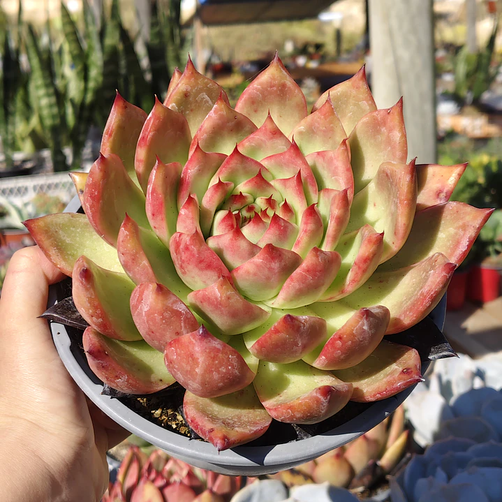 Echeveria Scarlet 3