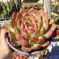 Echeveria Scarlet - Miniatura 3