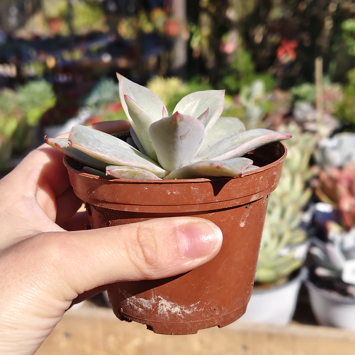 Echeveria Madiba  2