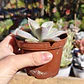 Echeveria Madiba  - Miniatura 2