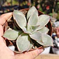 Echeveria Madiba  - Miniatura 1