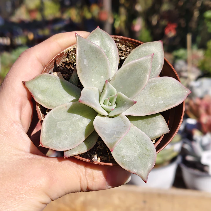 Echeveria Madiba  3