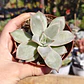Echeveria Madiba  - Miniatura 3