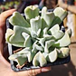 Echeveria Runyonii 