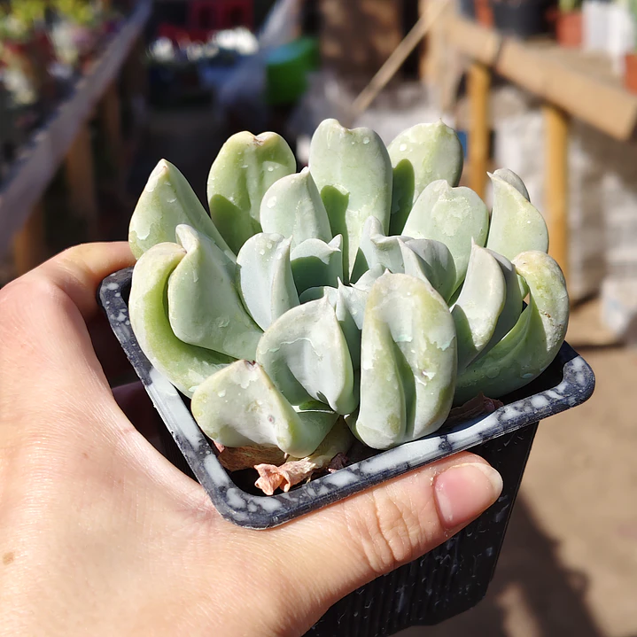Echeveria Runyonii 