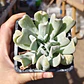Echeveria Runyonii 